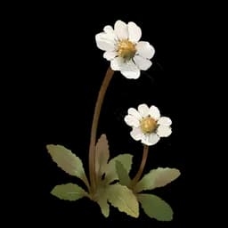Dryas Octopetala