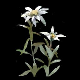 Edelweiss