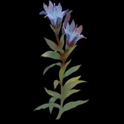 Gentian