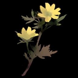 Glacial Buttercup