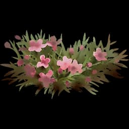 Moss Campion