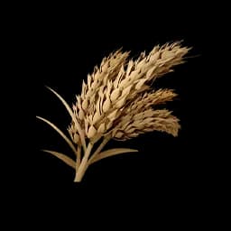 Wheat Seeds