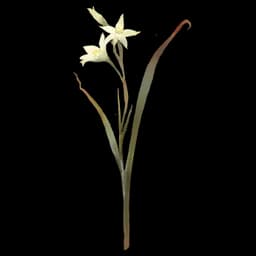 White Daffodil