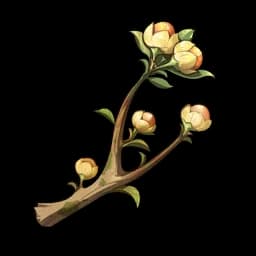 Cassia Bud
