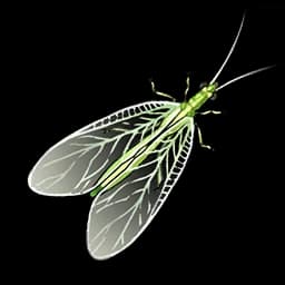 Chrysopa