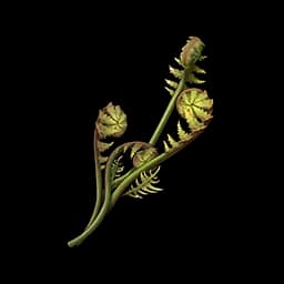Fern Spore