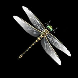 Golden-Ringed Dragonfly