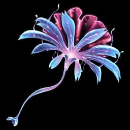 Seaside Cendrelis