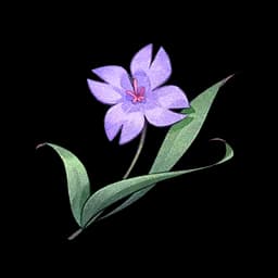 Viola