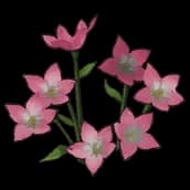 Bellflower