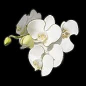 Butterfly Orchid