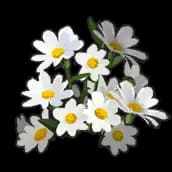 Daisy (Flower)
