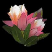 King's Flower