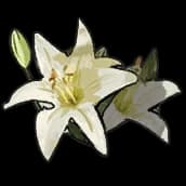Lily (Flower)