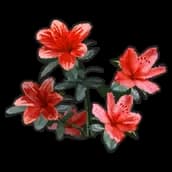 Memorial Flower