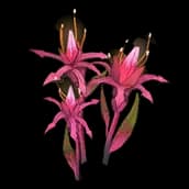 Nineveh (Flower)