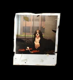 Polaroid Picture