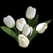 Tulip
