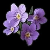 Viola Philippica