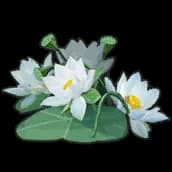 Water Lily