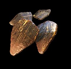 Caudal Goldscales