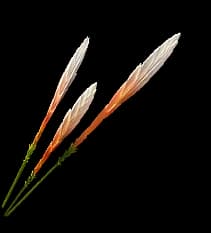 Yazhen Seeds