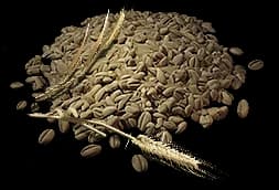 Reed Rye Seeds
