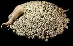 Redjade Ginseng Seeds