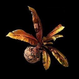 Blighted Jadeleaf