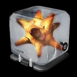 Chrysodendra Tuber