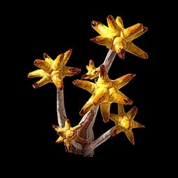 Chrysodendra