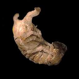 Grovenymph Pupa