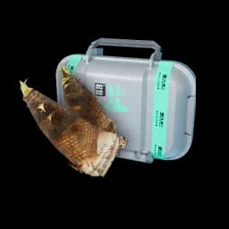 Nymphsprout (pkg)