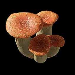 Red Bolete