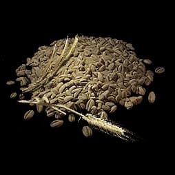 Reed Rye Seed
