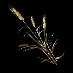 Reed Rye