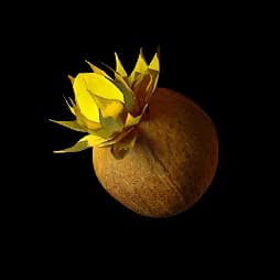 Sandleaf Seed