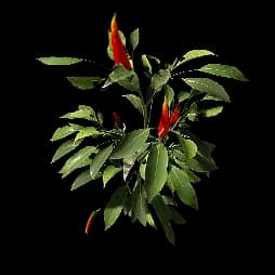 Tartpepper