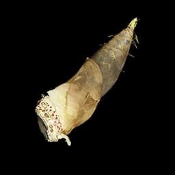 Young Bamboo Sprout
