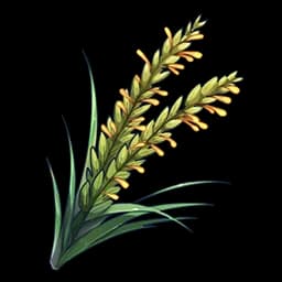 Rice Plant Panicle
