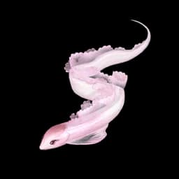 Pink Ribbon Eel