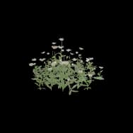 Daisy (Home Item)