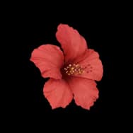 Delight in Bloom (Headwear)