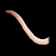Fiendish Kitty: Light Tail