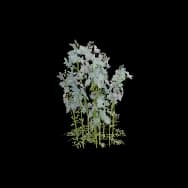 Grace Branch (Home Item)