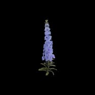 Larkspur (Home Item)