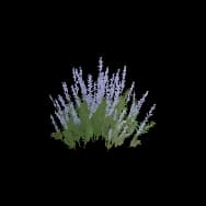 Lavender Duet (Home Item)