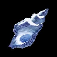 Miraculous Conch