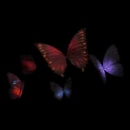 Nightflutter (Headwear)