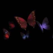 Nightflutter